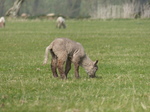 FZ012146 Lambs.jpg